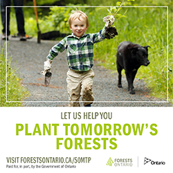 Let Us Help You Plant Tomorrow's Forests | Forests Ontario